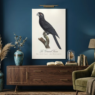 Großer Vasapagei / Großer Vasa Leinwanddruck