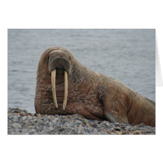 Grosser Walrus auf Felsen