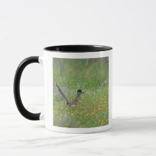 Großer Wegkuckuck, Geococcyx Tasse