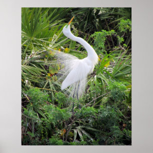 Großer Weißer Egret-Mating-Tanz Poster