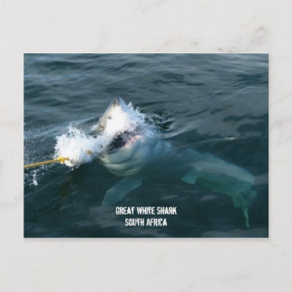 Großer Weißer Hai - Südafrika Postkarte