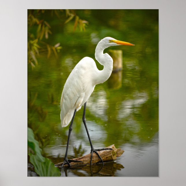 Großer Weißer Heron auf einem Log-Foto Poster (Vorne)