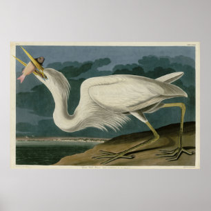Großer Weißer Heron aus Audubons Vögeln Amerikas Poster