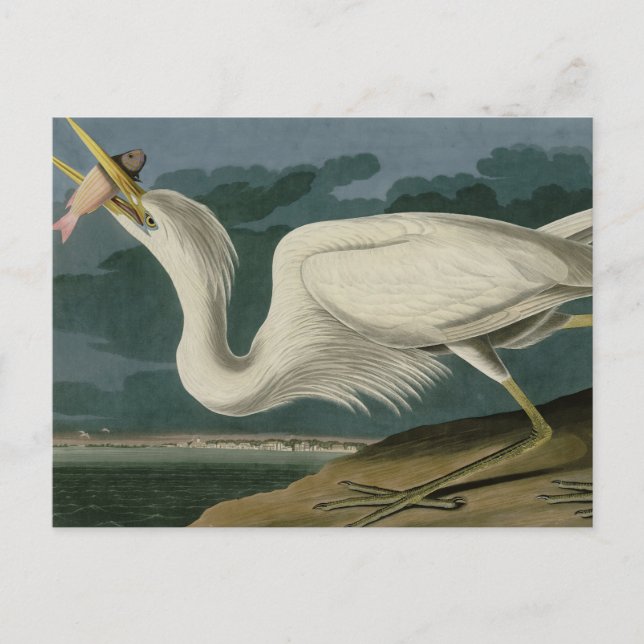 Großer Weißer Heron aus Audubons Vögeln Amerikas Postkarte (Vorderseite)