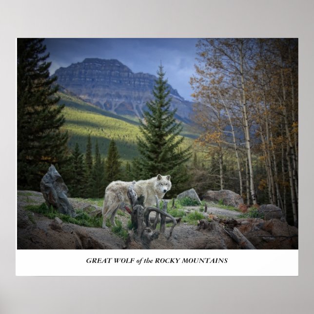 Großer Wolf der Rocky Mountains Poster (Vorne)