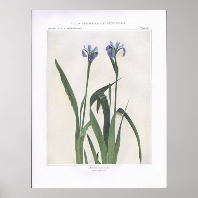 Größere Blaue Flagge - Iris versicolor Poster (Vorne)