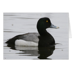 Größere Scaup