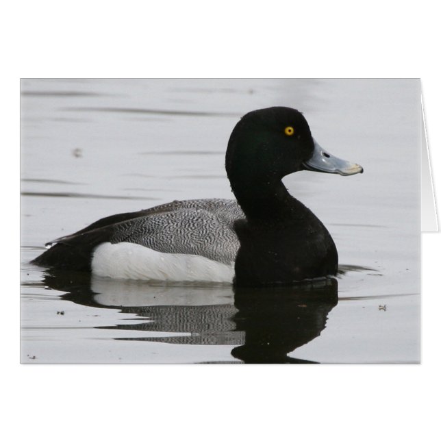 Größere Scaup (Vorderseite (Horizontal))