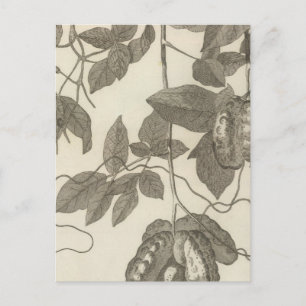 Größere Sicht auf die weibliche Liane des Chilis Postkarte