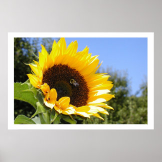 Größere Sonnenblume Poster