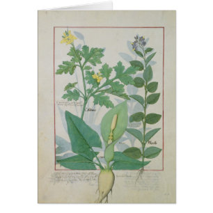 Größerer Celandine oder Mohnblume