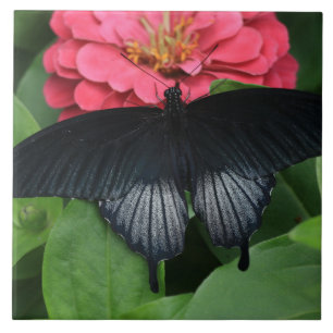 Grosses (6" x 6") Keramik Foto Tile/Schmetterling Fliese