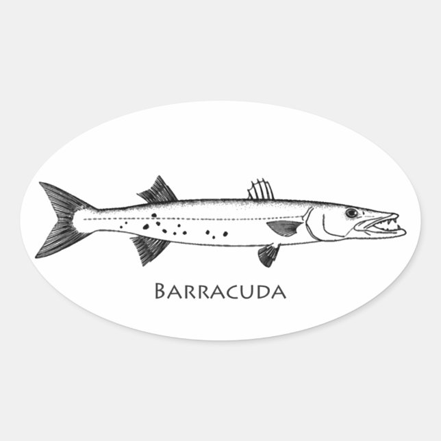 Großes Barracuda-Logo Ovaler Aufkleber (Vorderseite)