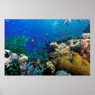 Großes Barrier Reef Poster