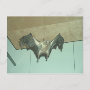 Großes Bat "fliegender Fuchs" Postkarte