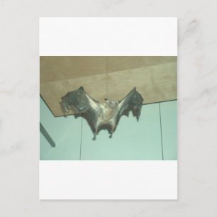 Großes Bat "fliegender Fuchs" Postkarte