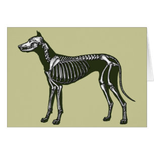 Großes Dane-Skelett