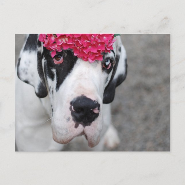 Großes Dasein mit Blume Postkarte (Vorderseite)