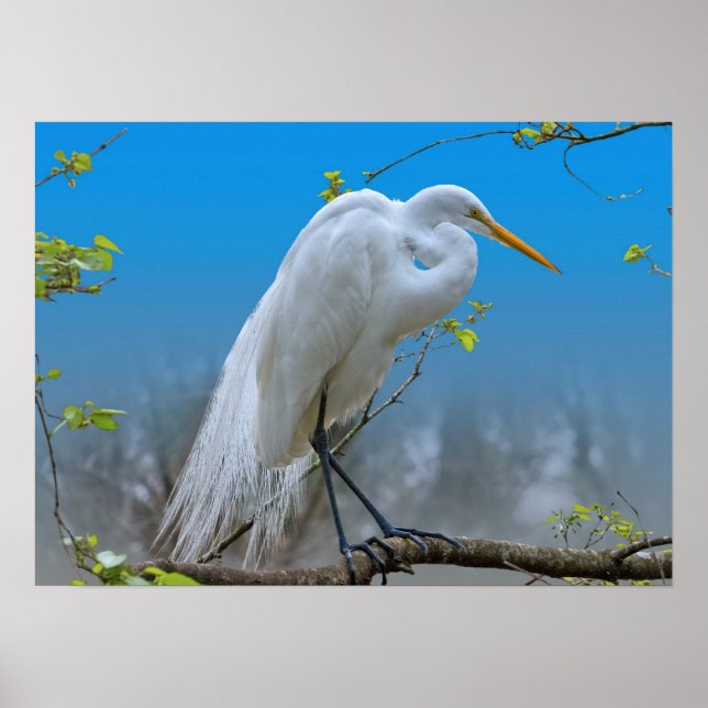 Großes Egret in einem Baum Poster (Vorne)