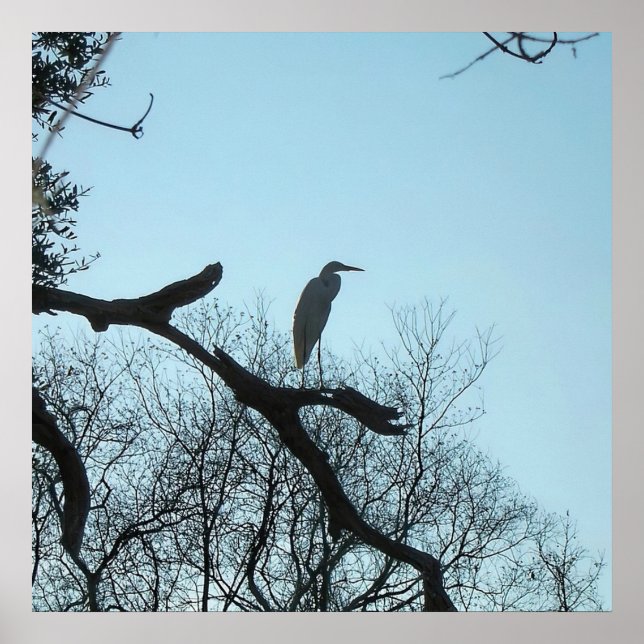 Großes Egret in einem Baum Poster (Vorne)