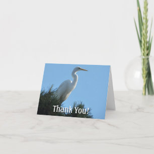 Großes Egret in Sunny Florida Dankeskarte
