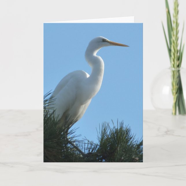 Großes Egret in Sunny Florida Karte (Vorderseite)