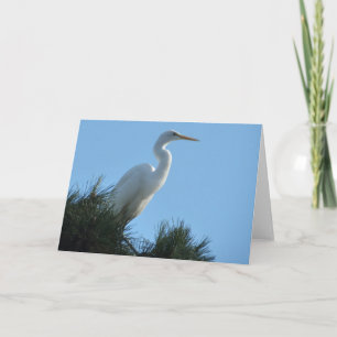Großes Egret in Sunny Florida Karte