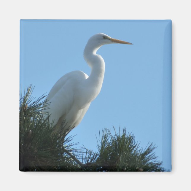 Großes Egret in Sunny Florida Magnet (Vorne)