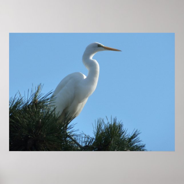 Großes Egret in Sunny Florida Poster (Vorne)
