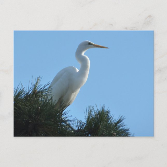 Großes Egret in Sunny Florida Postkarte (Vorderseite)