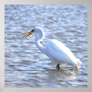 Großes Egret mit Fischplakat Poster