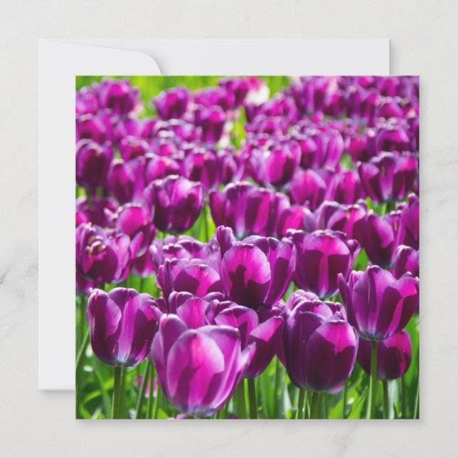 Grosses Feld lila Tulpen (Vorderseite)