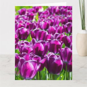 Grosses Feld lila Tulpen Karte