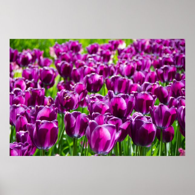 Grosses Feld lila Tulpen Poster (Vorne)