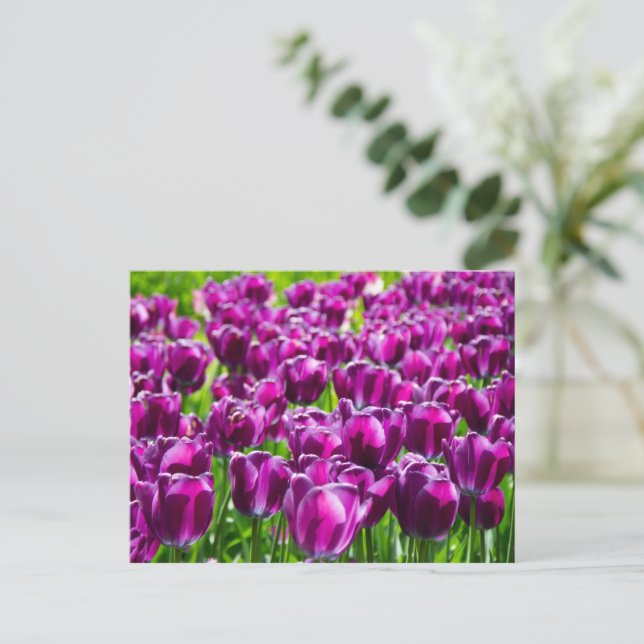 Grosses Feld lila Tulpen Postkarte (Stehend Vorderseite)