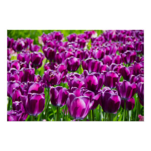 Großes Feld mit lila Tulpenposter Poster