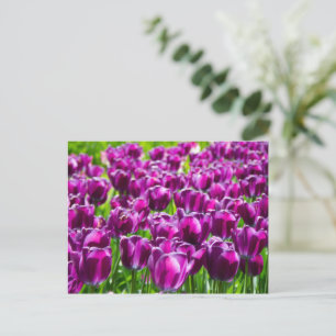 Großes Feld mit violetten Tulpen Postkarte