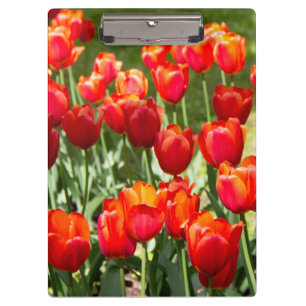 Grosses Feld roter Tulpen Klemmbrett