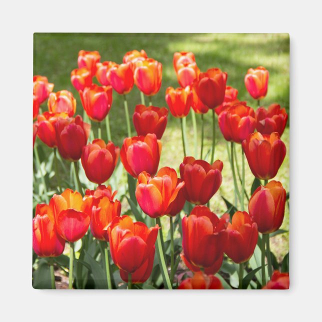 Grosses Feld roter Tulpen Magnet (Vorne)