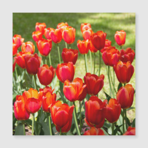 Großes Feld roter Tulpen Magnetkarte