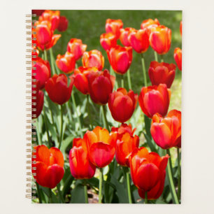 Grosses Feld roter Tulpen Planer
