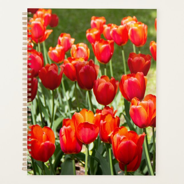 Grosses Feld roter Tulpen Planer (Vorderseite)