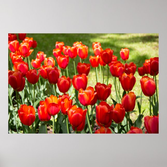Grosses Feld roter Tulpen Poster (Vorne)
