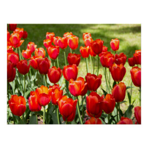 Grosses Feld roter Tulpen Poster