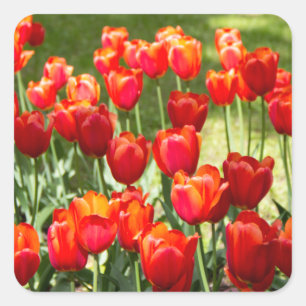 Grosses Feld roter Tulpen Quadratischer Aufkleber