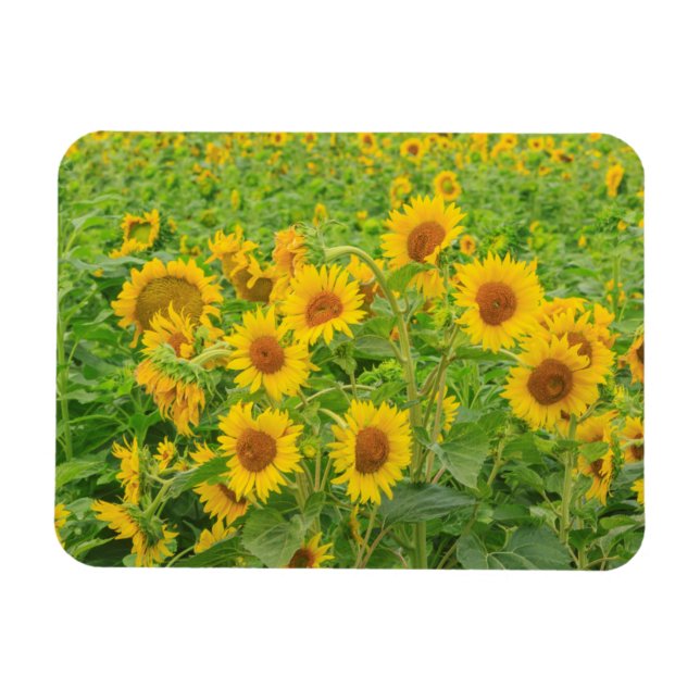 Grosses Feld von Sonnenblumen in der Nähe von Mose Magnet (Horizontal)