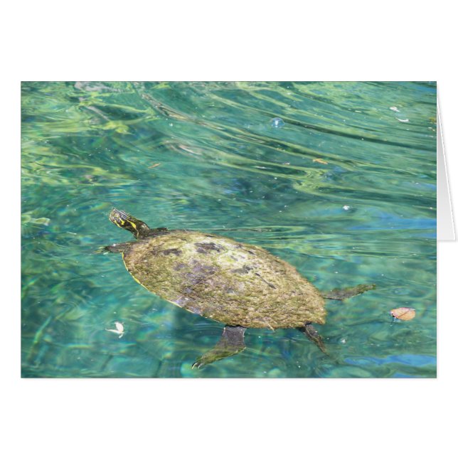 Großes Flussschildkrötenschwimmen (Vorderseite (Horizontal))