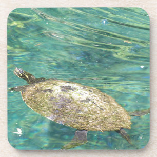 Großes Flussschildkrötenschwimmen Untersetzer
