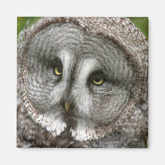 Großes graues Owl Magnet (Vorne)