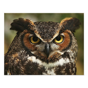 Großes Horned Owl-Foto Fotodruck